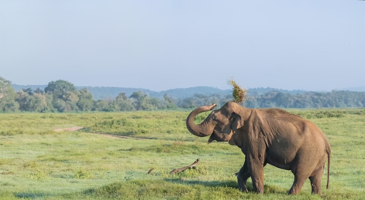 大象异常迁徙，是气候原因还是其他原因？为你揭秘