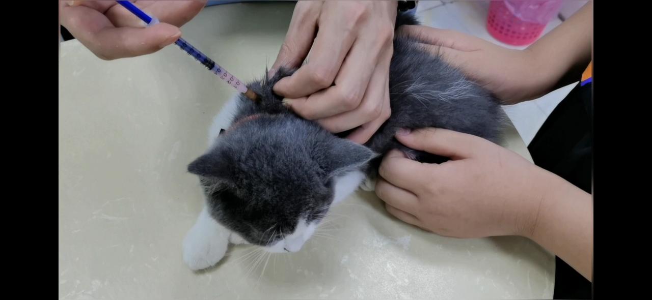 不小心被猫抓出了血痕，是否需要打狂犬疫苗？