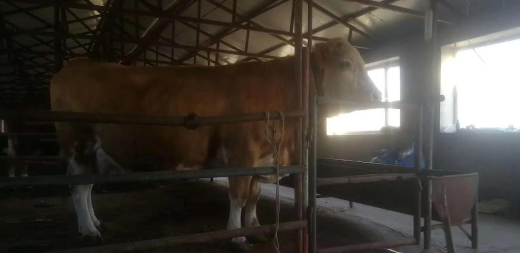 新华社记者采访养殖户一头牛一年赚一万，这是实话，还是好听话？