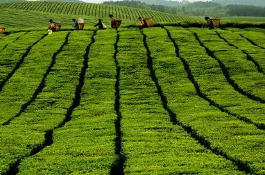 2020年中国农业产业走势回顾与2021年展望