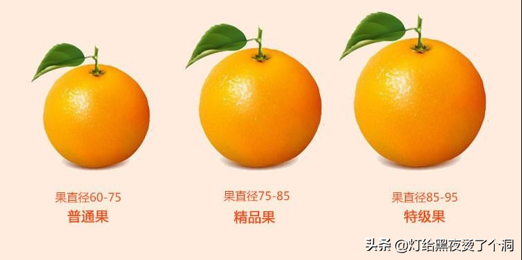中国地理标志产品——奉节脐橙！（重庆的脐橙之乡）