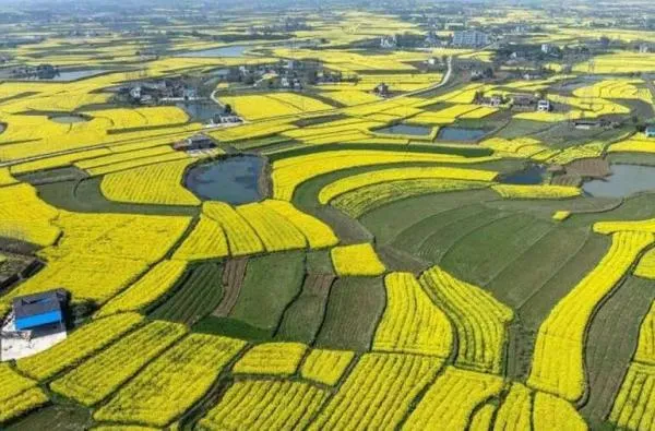 2020年中国农业产业走势回顾与2021年展望