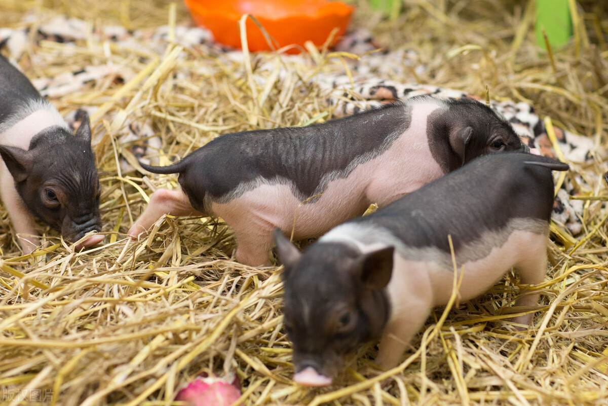 养殖香猪有什么风险？需要注意哪些问题？