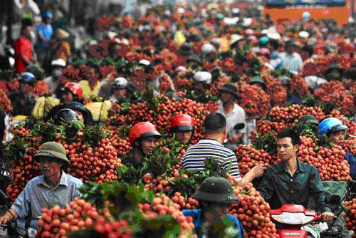 国内荔枝滞销，却高价购买越南8000吨荔枝？越南荔枝真的好吃？