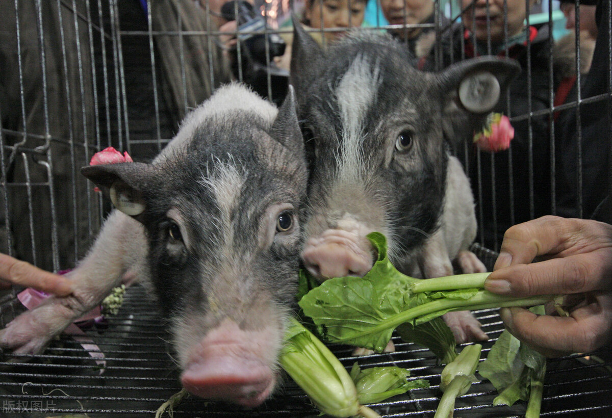 养殖香猪有什么风险？需要注意哪些问题？