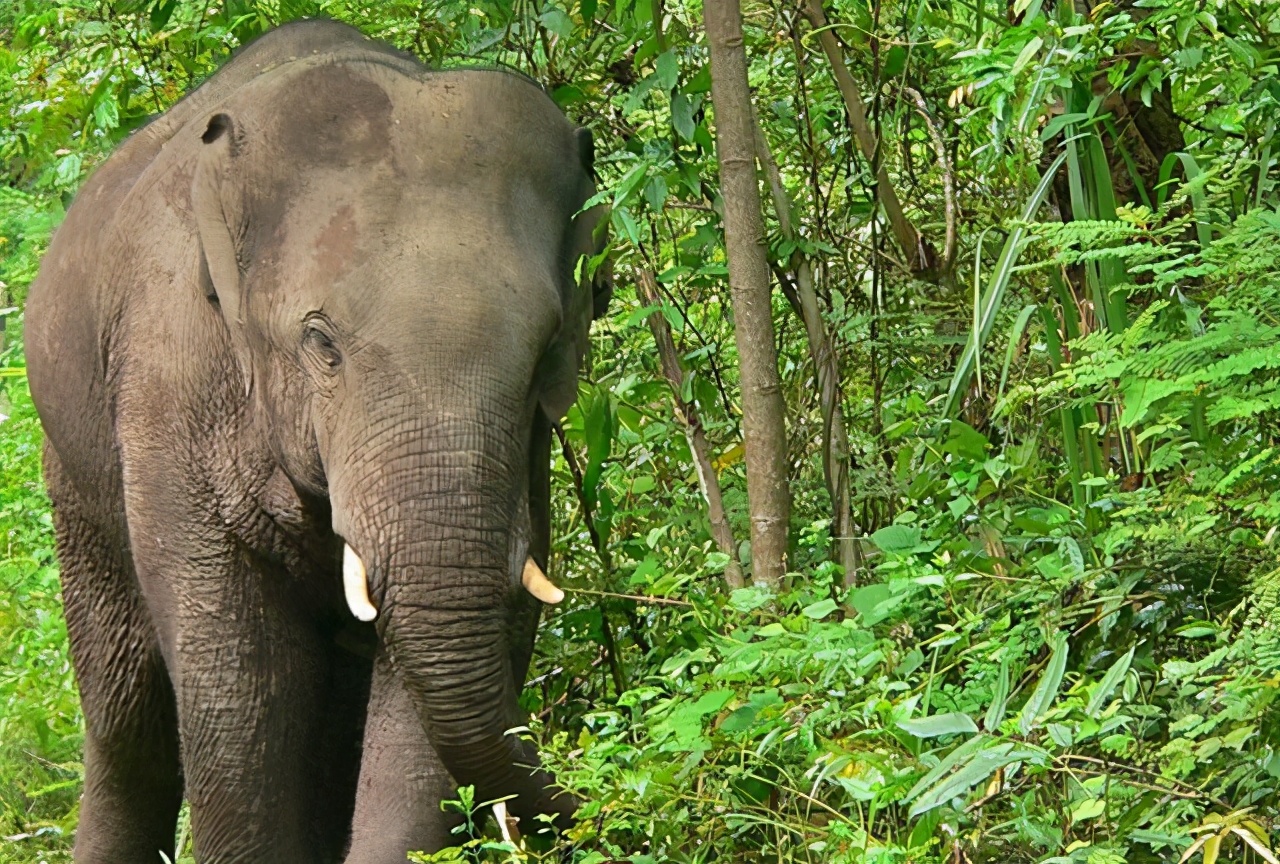 大象异常迁徙，是气候原因还是其他原因？为你揭秘