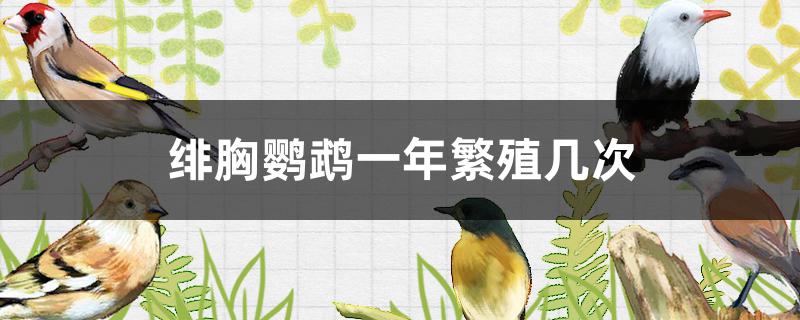 绯胸鹦鹉一年繁殖几次