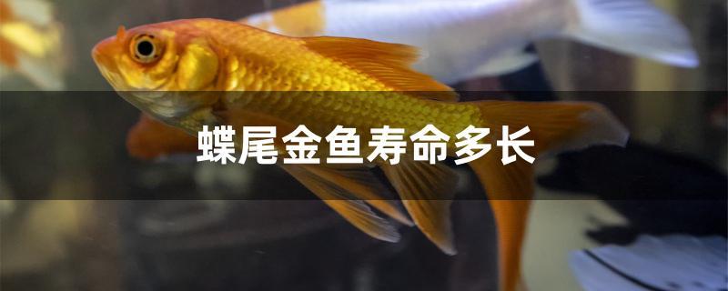 蝶尾金鱼寿命多长
