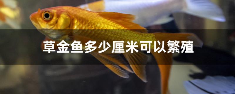 草金鱼多少厘米可以繁殖
