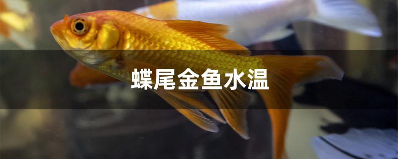 蝶尾金鱼水温