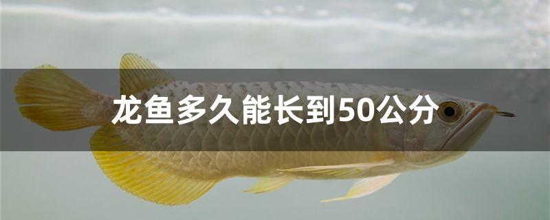 龙鱼多久能长到50公分