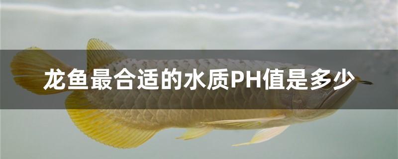 龙鱼最合适的水质PH值是多少