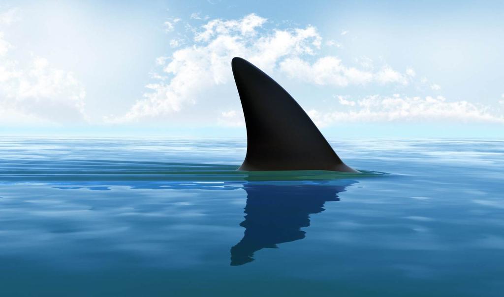 全球每年销售鱼翅140万吨，杀死1亿条鲨鱼，为何不能人工饲养？