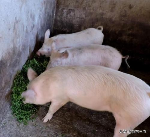 今年养猪仍然是赚钱行业，原因有4个弄清楚就知道，放心养就是