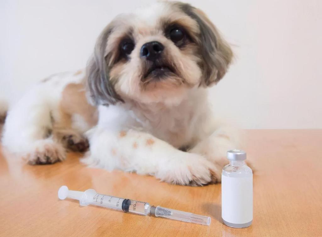 被自己家的狗爪子抓伤了需要打疫苗吗