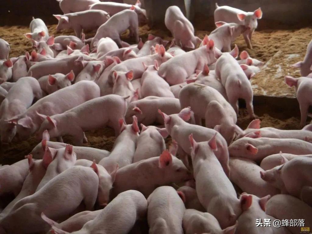 规模猪企出售生猪二千多万头，利润靠量取胜，大众养猪凭啥赚钱？