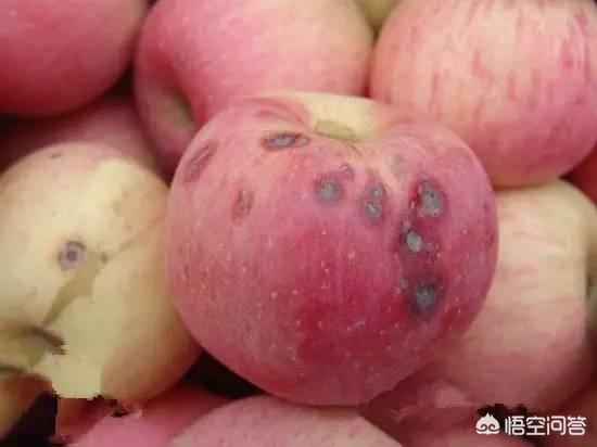 苹果树结的果子黑点特别多，果越大越苦，也补钙了却不管用，原因何在呢？