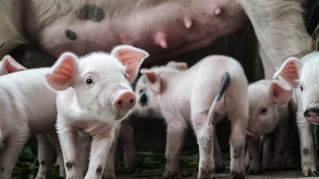 养猪的利润与成本（猪价狠跌，成本飙涨，养猪还赚钱吗？ ）