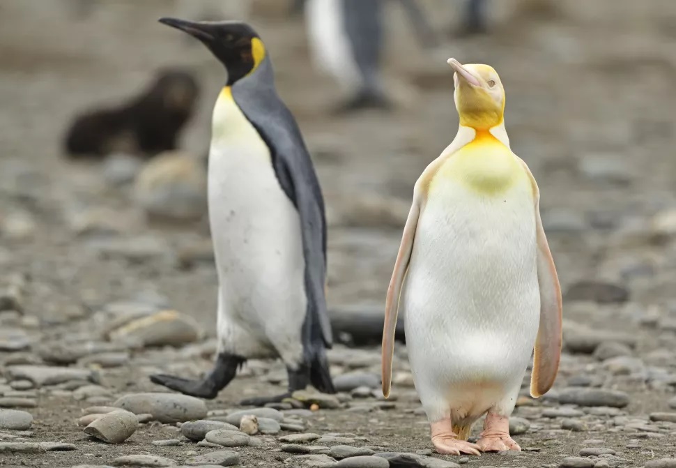 南乔治亚岛上罕见的黄色企鹅令生物学家不解
