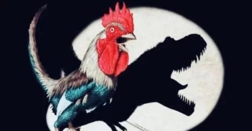 恐龙，曾经统治地球的霸主，原来进化成了一只鸡，被人们吃掉了