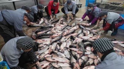 扬州大学“全鱼宴”来啦！2000斤鱼全校师生免费吃