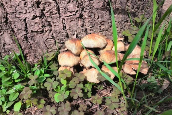 农村最常见的蘑菇，被人们称为“狗尿苔”，其实只是一种腐木菌