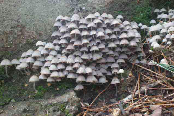 农村最常见的蘑菇，被人们称为“狗尿苔”，其实只是一种腐木菌