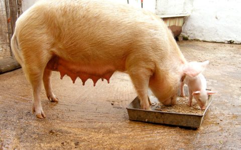母猪肉能吃吗真的对人有害吗（母猪肉的谣言不科学）