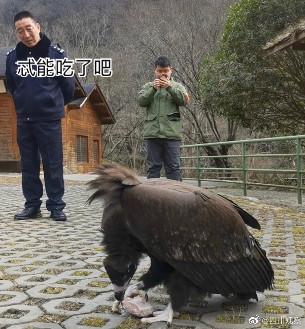 四川广元一受伤秃鹫伤好后赖着不肯走 每天还要消耗10斤肉