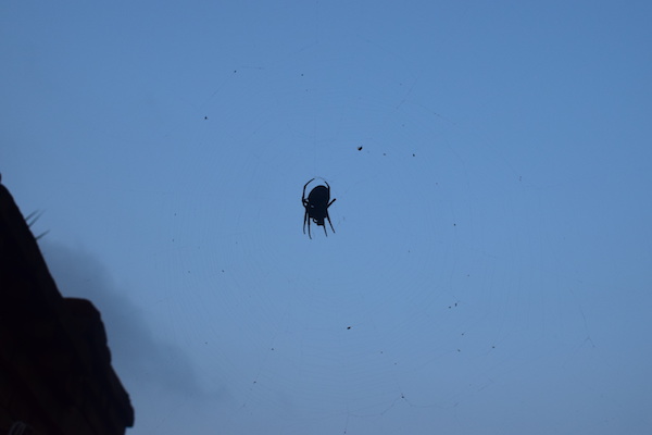 农村常见五毒之一的大蜘蛛，是益虫，别随便抓来当宠物