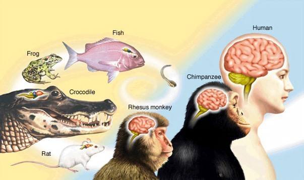 地球上有千万种物种，为什么只有人类进化出高度发达的大脑？