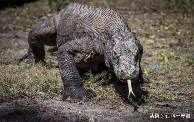 现存最大的蜥蜴，被“神话”的科莫多巨蜥，其真正实力到底如何？