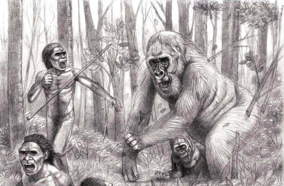 比元谋人还早，广西发现巨猿化石，体型是人类3倍大，战斗力极强