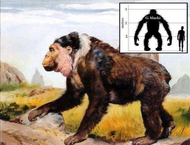 比元谋人还早，广西发现巨猿化石，体型是人类3倍大，战斗力极强