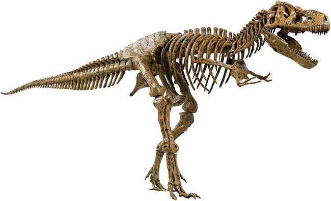 原来恐龙化石是这样形成的，涨知识了