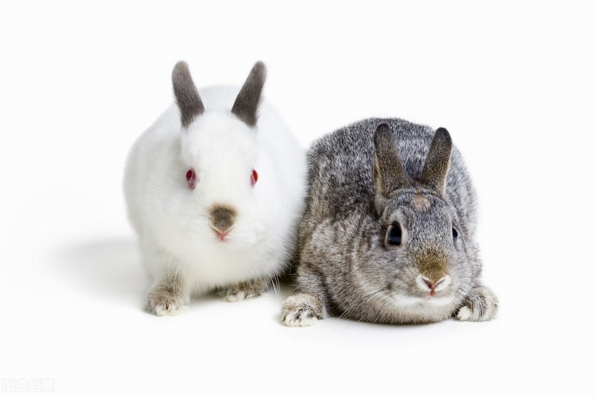 网红“草泥兔”——安哥拉兔好养吗