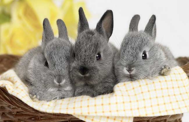 兔子的寿命有多长 兔子一般能活几年
