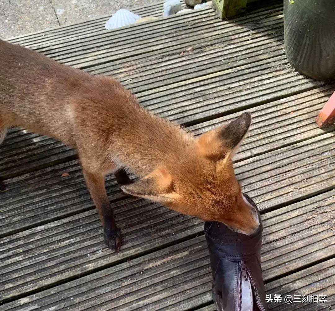 养个狐狸当宠物可行否？