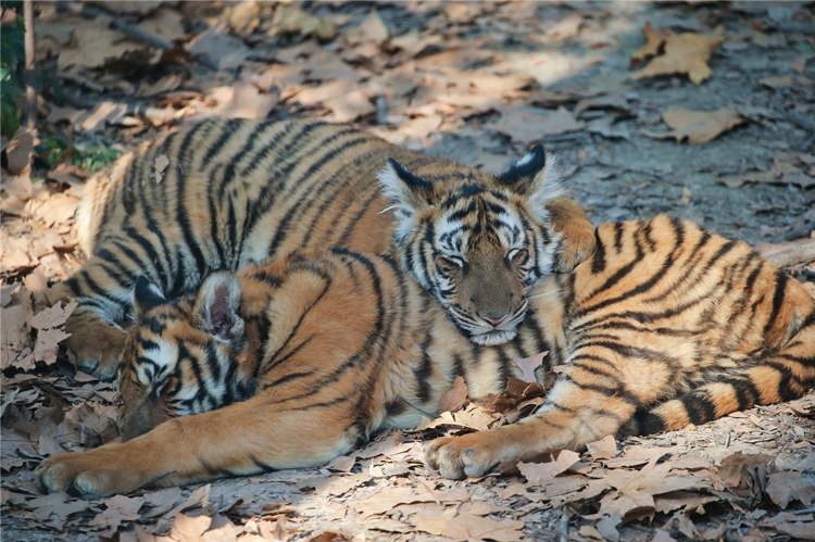 姓名中有“虎”字的市民可免费参观，上海动物园虎年生肖文化节来了