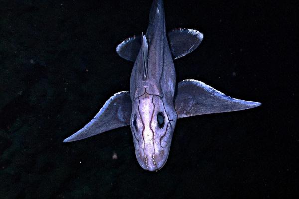 10000米恐怖深海鱼图片（深海鱼图片大全及名称）