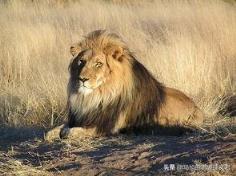 狮子属于猫科还是犬科,猫科动物和犬科动物谁更厉害？