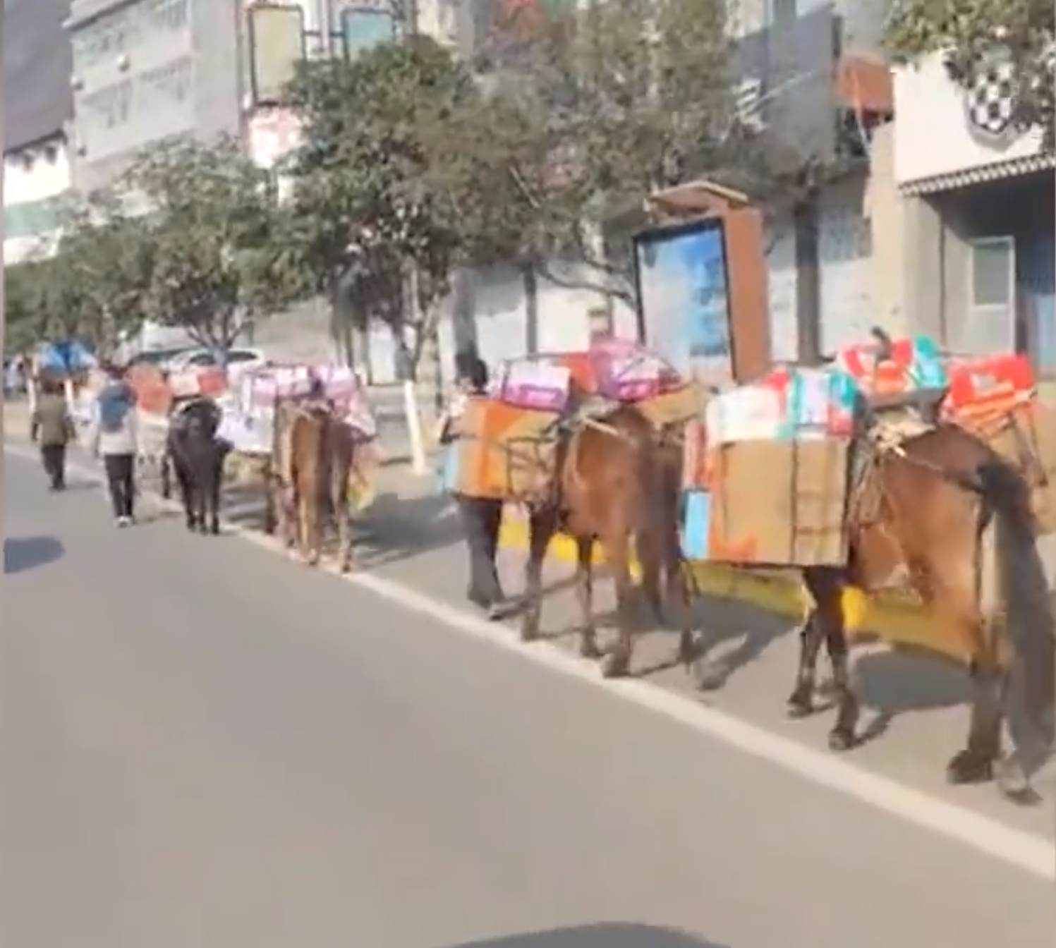 陕西一县城用马匹运送抗疫物资引质疑，官方：没有限制车辆，是当地一马帮捐赠的物资