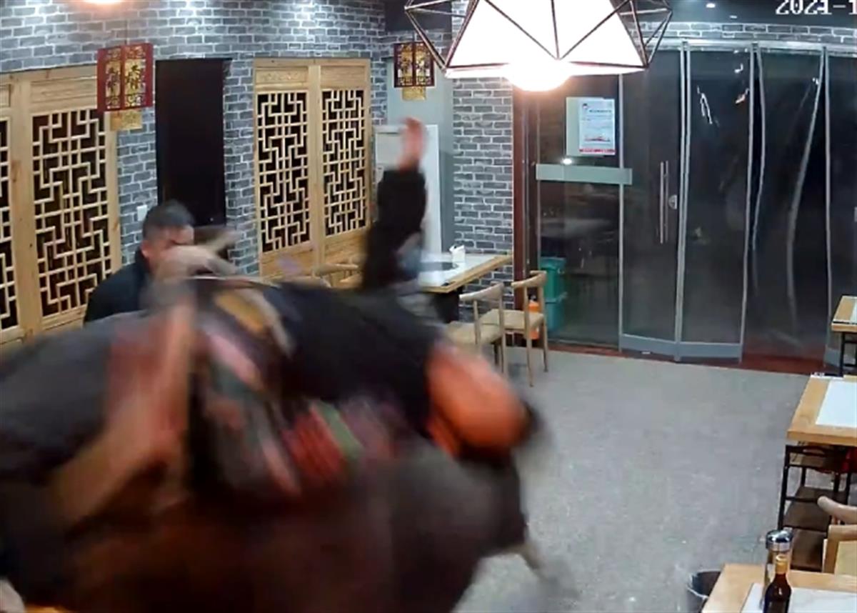 监控实拍：待宰水牛发狂冲进餐馆顶飞男子！警方：伤者住院，牛跑了