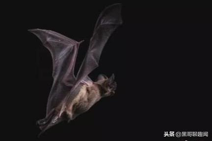 十大最恐怖蝙蝠图片大全（惊悚恐怖蝙蝠）