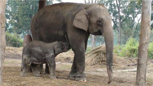 大象怀孕多久生产（大象一般怀孕多久生下象宝宝）