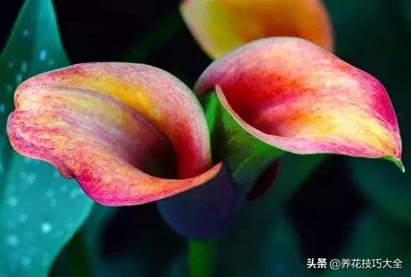 世界上最美的花是哪种花（世界上第一名最美的花图片）