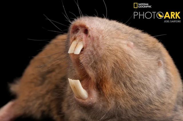 星鼻鼹鼠图片（世界上最丑的动物）