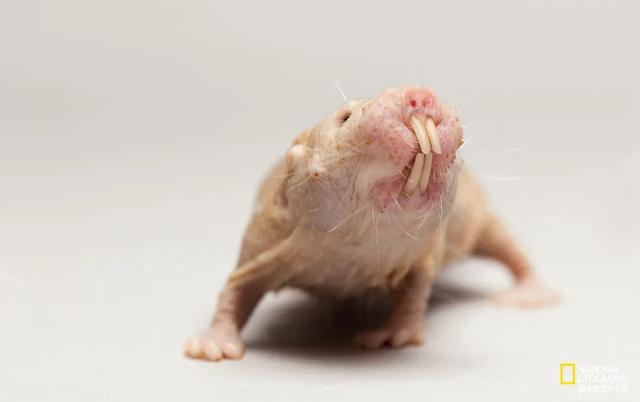 星鼻鼹鼠图片（世界上最丑的动物）