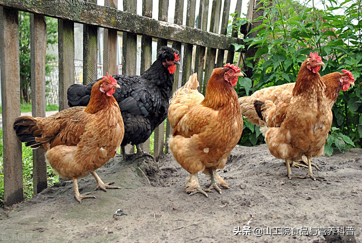 快餐店用“六翅鸡”“六腿鸡”等转基因鸡，是真的吗？