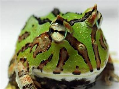 角蛙有毒吗